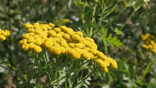 Plante de tanacetum vulgare en gros plan sur le terrain, vidéo 4K