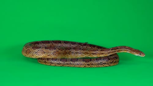 Coronella Brown Snake Crawling auf Greenscreen im Studio. Nahaufnahme