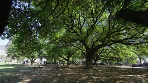 Leisure time in a park