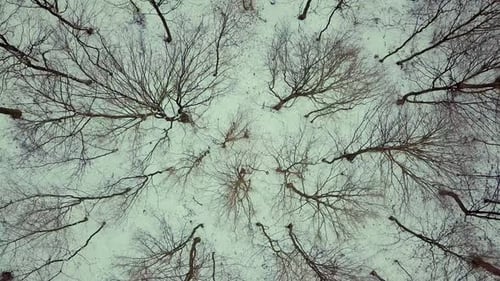 Aerial view of bare winter forest.