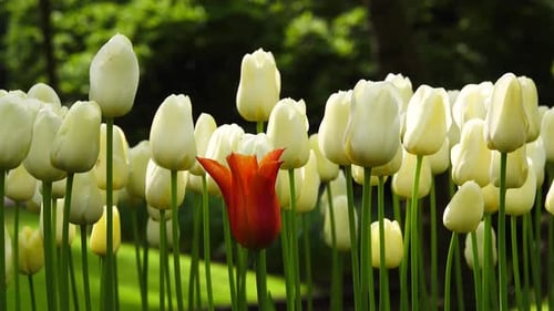 Red Tulip on a Background of White Tulips in a Garden Under the Sun. Close Up