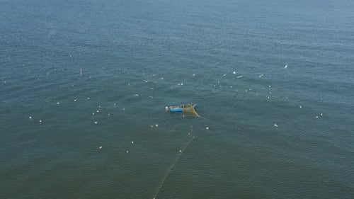 AERIAL: Fishermans Casting Nets in the Sea with Gulls Flying Around Searching for a Fish