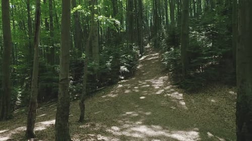 Aerial View of a Path Between Trees in a Wild Forest Illuminated By the Shining Rays of the Sun
