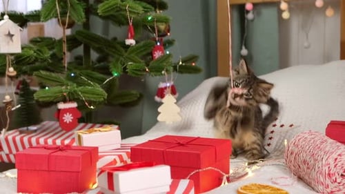 Playful Kitten Plays with String Near Christmas Gifts