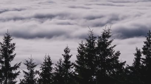 Clouds Forest