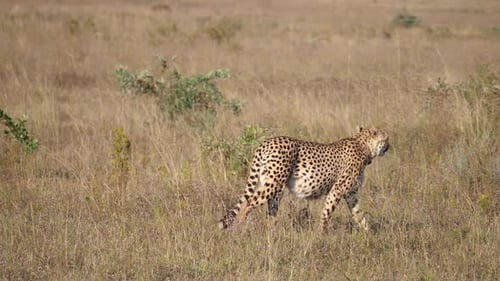 Cheetah walks at the savanna