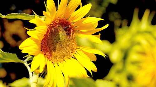 Tournesol par une belle journée ensoleillée