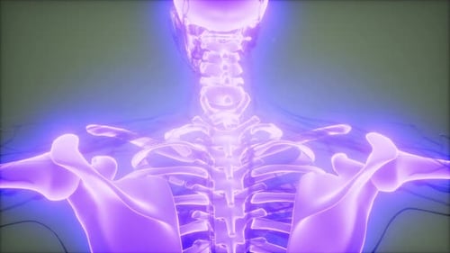 3D Medical Animation of Glowing Human Skeleton and Veins