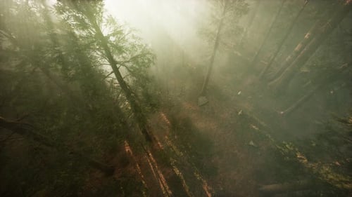 Drone rompendo a neblina para mostrar sequoias e pinheiros