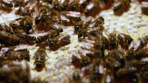 Work Bees in Hive