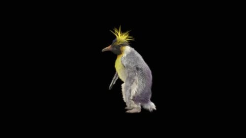 73 Pinguin tanzend HD