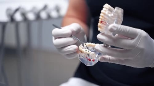 Dentist holding artificial jaw at the dental office. Doctor in gloves shows teeth by medical tool