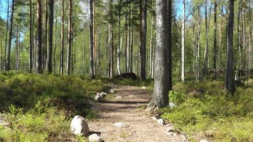 Flight above the walking path at the summer sunny forest