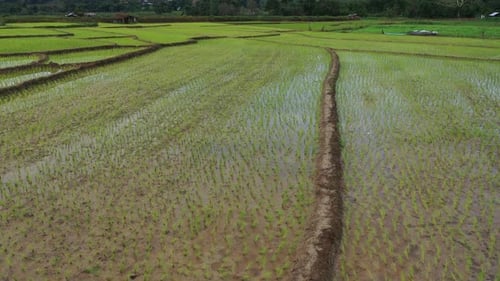 Drohnenaufnahme der Reislandwirtschaft aus der Luft auf einem wunderschönen, mit Wasser gefüllten Feld