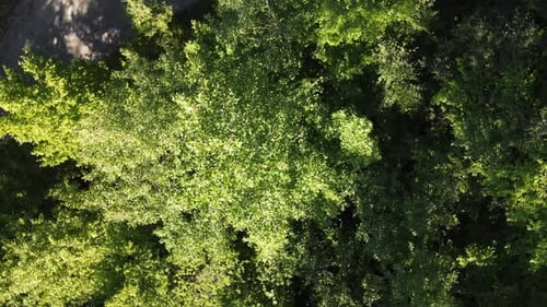Green Trees