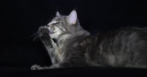 Blue Blotched Tabby Maine Coon Domestic Cat, Female laying against Black Background, Licking