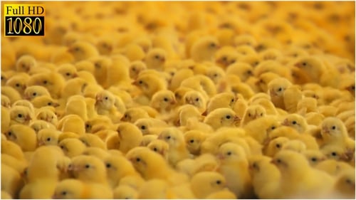 Numerous Chicks Huddled Together in Farm Setting