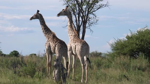Two giraffes on the savannah