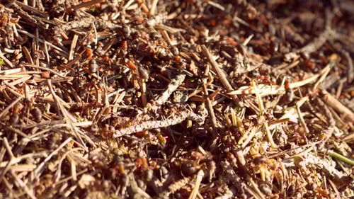 Ants Crawling on Anthill in Forest Sunlight