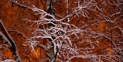 Snow Falling on Winter Tree Branches at Night