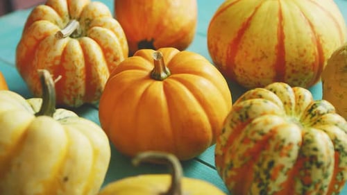 Citrouilles posées en rang sur la table