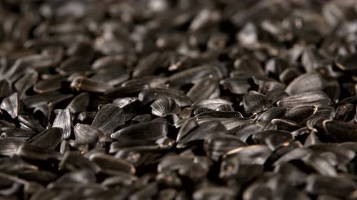Close-up of Fresh, Black Sunflower Seeds