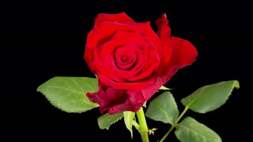 Close Up of Red Rose on Black Background