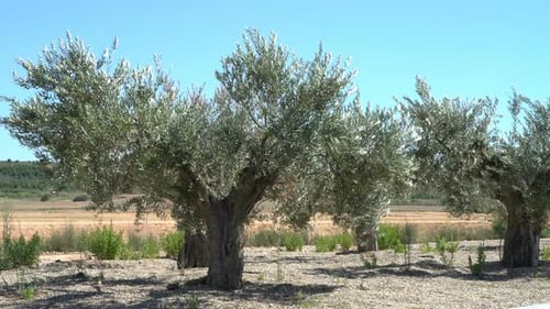 Olive Tree
