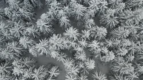 Flight Above a Frozen Forest and Spruce Trees Covered with Snow in Winter