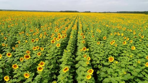 Sunflower Field on a Sunny Summer Day Aerial View