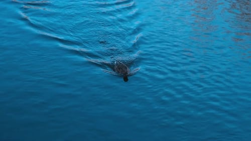 Duck Swims On The Rippling Water At Lake Closeup of Waterfowl Ducks Birds Swimming in Pond Lake
