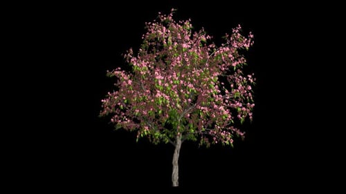 Animated Pink Flowering Tree Swaying in Wind with Alpha