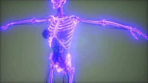 3D Digital Human Skeleton And Vascular System Scan