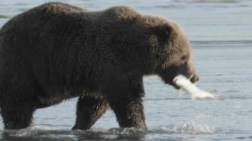 Powerful Bear Walks in Water with Fresh Catch