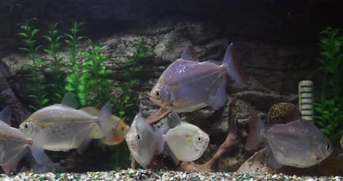 Spotted Silver Dollar, metynnis maculatus, Freshwater Aquarium Fishes, Slow Motion 4K