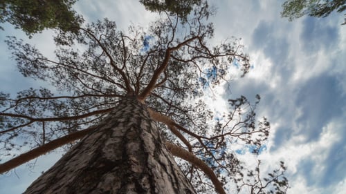 Majestic Tree Reaching Towards Cloudy Sky