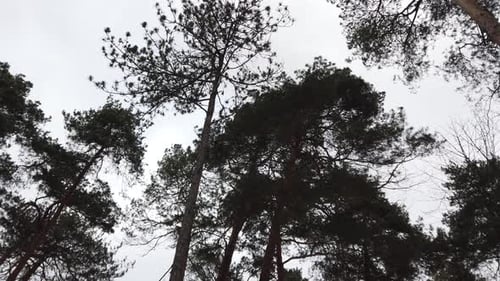 Pine Tops 2