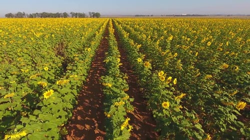 Field Of Sunflowers
