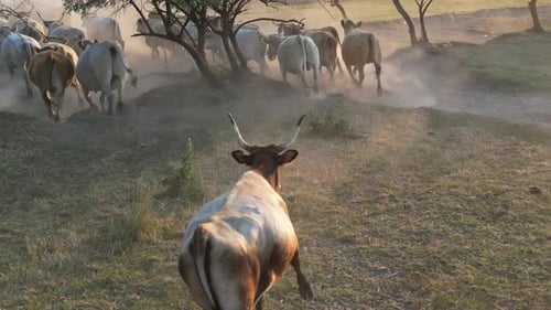 Cattle Herd Runs across Dusty Rural Field