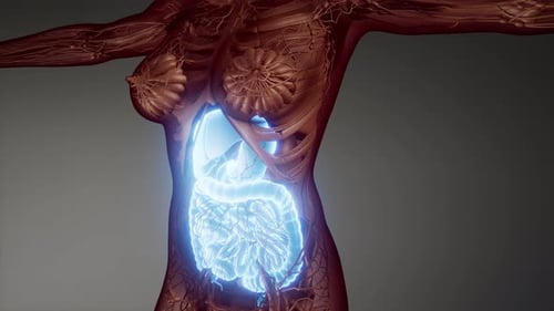 Human Digestive System Parts and Functions