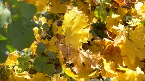 Slow dolly slide of colorful lighting leaves of tree in nature during sunlight in autumn.Peaceful sc