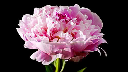 Pink Flower Blooming in Time Lapse Close Up