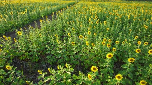 4K Flying over a field with sunflowers. View from a drone