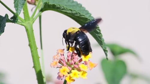 Carpenter Bee Pollinating Colorful Flower in Natural Light