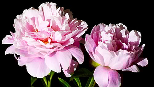 Blooming Pink Peonies on Black Background