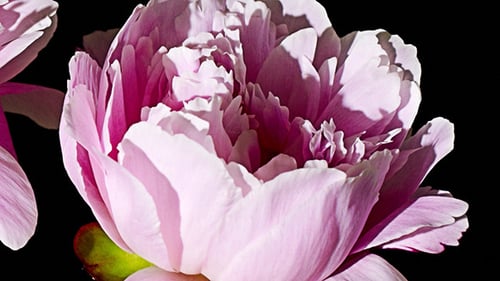 Peony Flowers