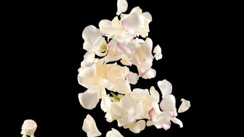 Frische weiße Rosenblätter explodieren in Zeitlupe auf schwarzem Hintergrund