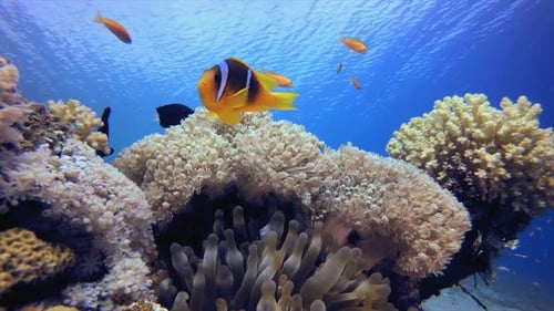 Clownfish Tropical Blue Sea Water