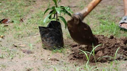 Gros plan des agriculteurs utilisant une houe pour creuser le sol avant de planter des jeunes arbres dans la ferme.