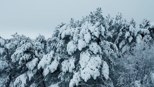 Drone Footage Snow Covered Trees Winter Nature Beautiful Europe Aerial View Pine Forest Travel